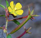 Ludwigia leptocarpa thumbnail