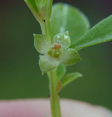 Ludwigia_microcarpa_flower.jpg