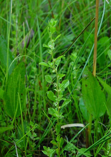 Ludwigia_microcarpa_plant.jpg