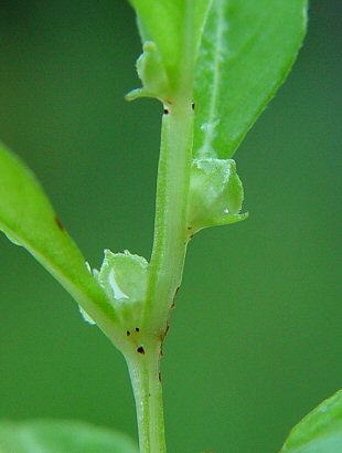 Ludwigia_microcarpa_stem.jpg