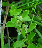 Ludwigia microcarpa thumbnail