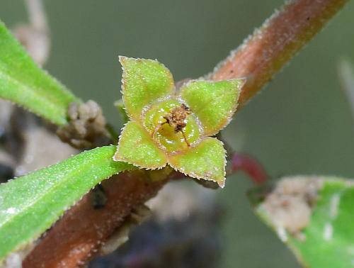 Ludwigia_palustris_calyx.jpg
