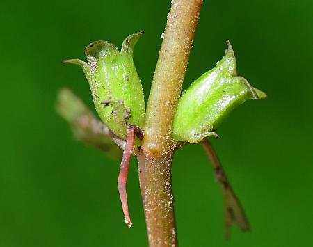 Ludwigia_palustris_fruits.jpg