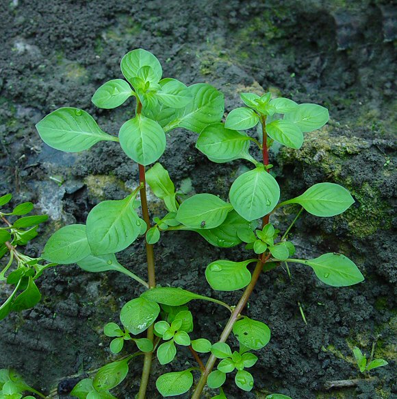 Ludwigia_palustris_habit.jpg