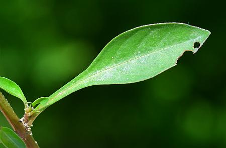 Ludwigia_palustris_leaf1.jpg