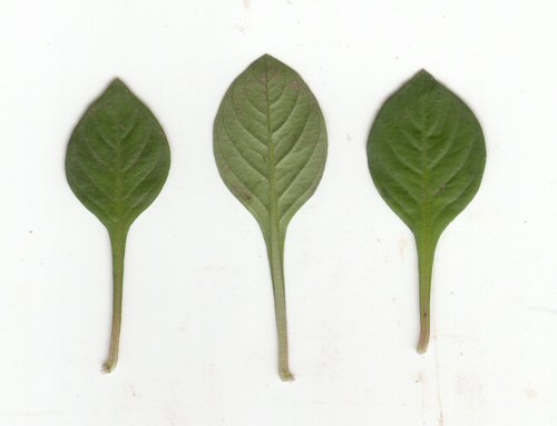 Ludwigia_palustris_leaves.jpg