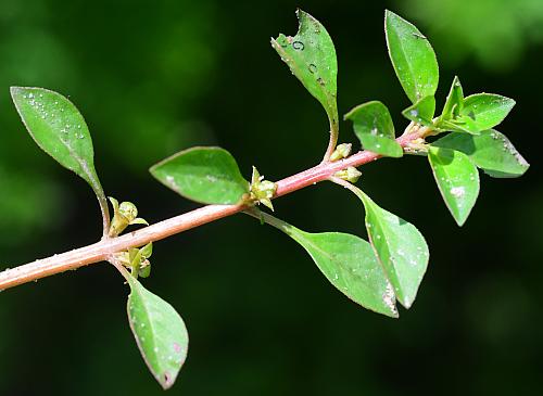 Ludwigia_palustris_leaves1.jpg