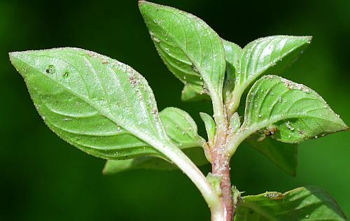 Ludwigia_palustris_leaves2.jpg