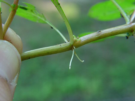 Ludwigia_palustris_stem.jpg