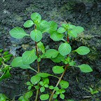 Ludwigia palustris thumbnail