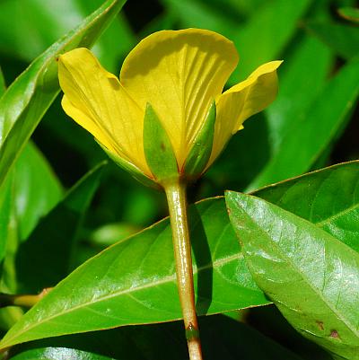 Ludwigia_peploides_calyx.jpg