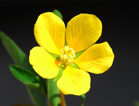 Ludwigia_peploides_corolla.jpg