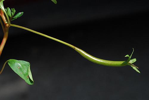 Ludwigia_peploides_fruit.jpg