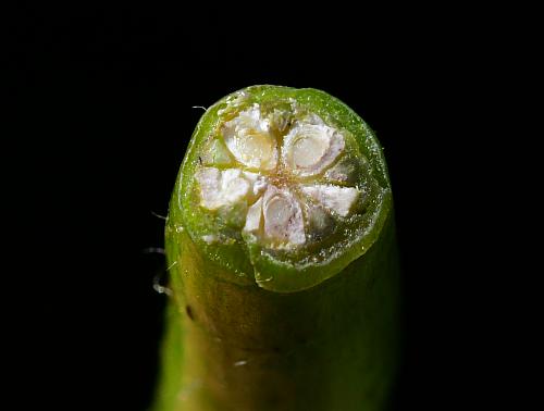 Ludwigia_peploides_fruit2.jpg