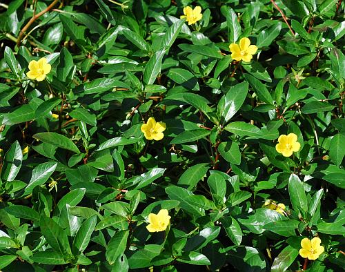 Ludwigia_peploides_habit.jpg