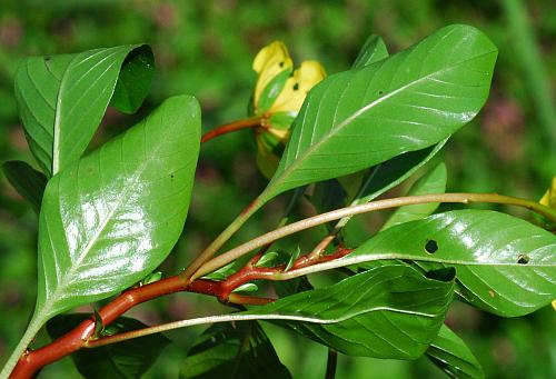 Ludwigia_peploides_leaf2.jpg