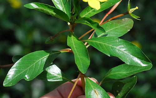 Ludwigia_peploides_leaves1.jpg