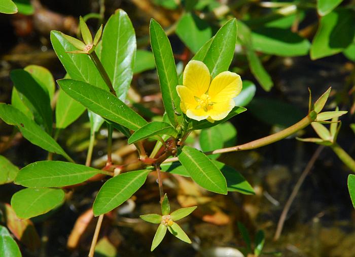 Ludwigia_peploides_plant.jpg