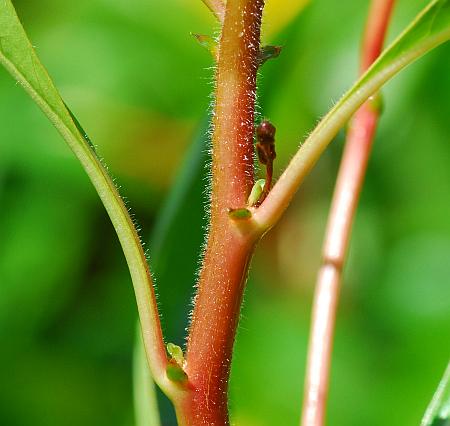 Ludwigia_peploides_stem.jpg