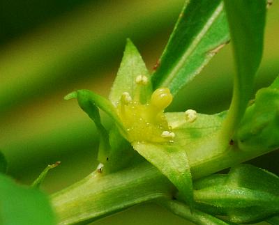 Ludwigia_polycarpa_flower.jpg