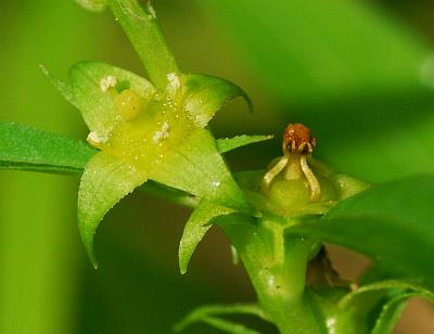 Ludwigia_polycarpa_flowers.jpg