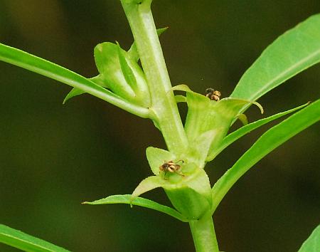 Ludwigia_polycarpa_fruits.jpg