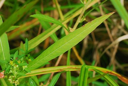 Ludwigia_polycarpa_leaf1.jpg