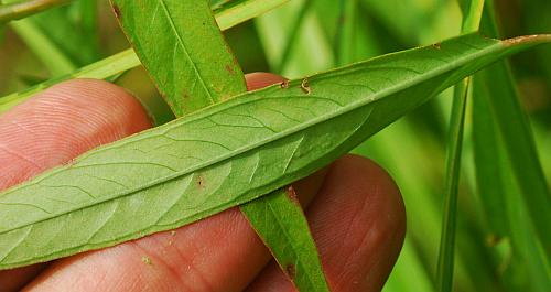 Ludwigia_polycarpa_leaf2.jpg