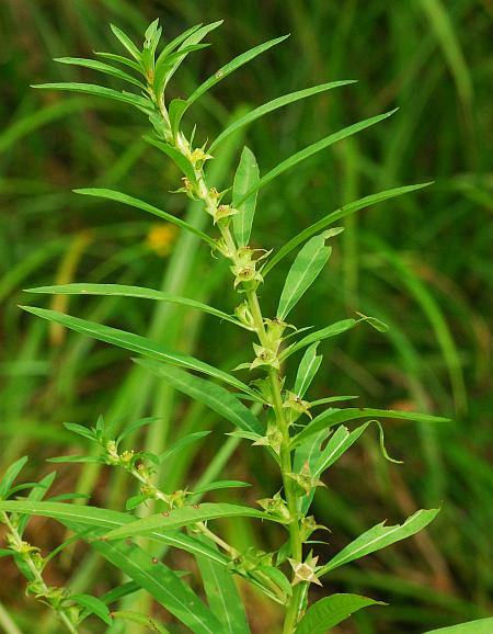 Ludwigia_polycarpa_plant.jpg