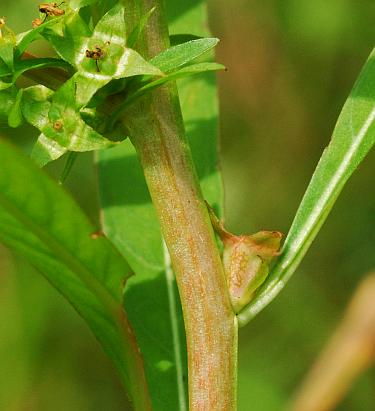 Ludwigia_polycarpa_stem.jpg