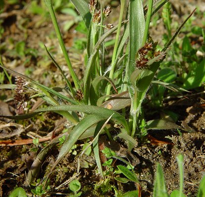 Luzula_campestris_basal_leaves.jpg