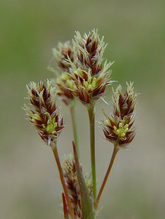 Luzula_campestris_flowers.jpg