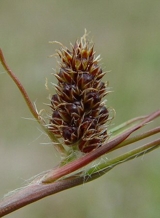 Luzula_campestris_fruits.jpg