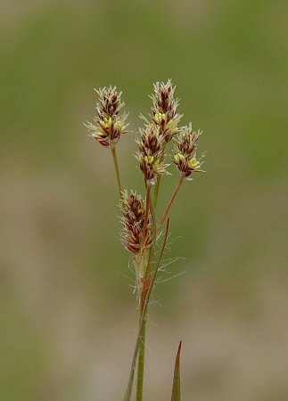 Luzula_campestris_inflorescence.jpg