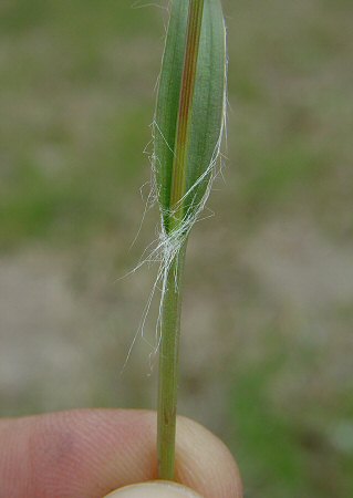 Luzula_campestris_leaves.jpg