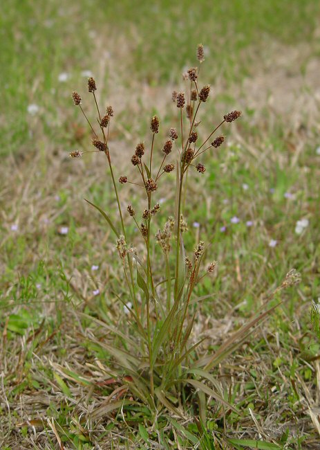 Luzula_campestris_plant.jpg