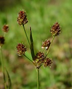 Luzula campestris thumbnail