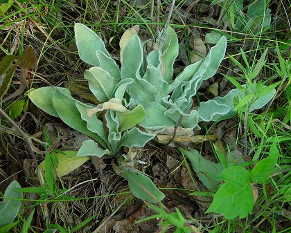 Lychnis_coronaria_basals.jpg