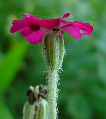 Lychnis_coronaria_calyx.jpg