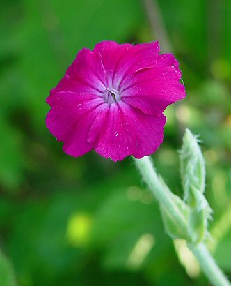 Lychnis_coronaria_flower.jpg