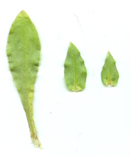 Lychnis_coronaria_leaves.jpg