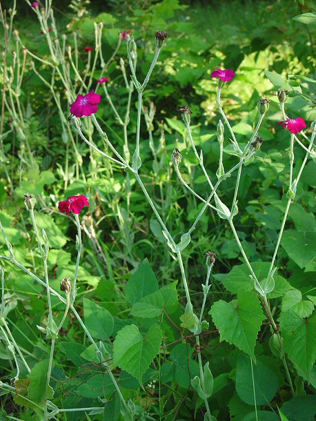 Lychnis_coronaria_plant.jpg