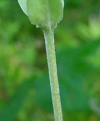 Lychnis_coronaria_stem.jpg