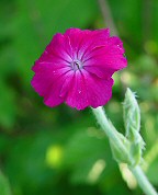 Lychnis coronaria thumbnail