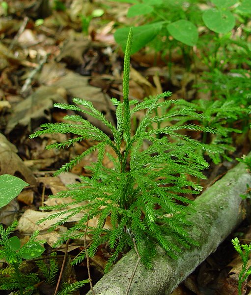 Lycopodium_dendroideum_plant.jpg