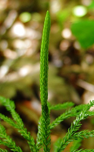 Lycopodium_dendroideum_strobilus.jpg