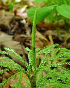 Lycopodium dendroideum thumbnail