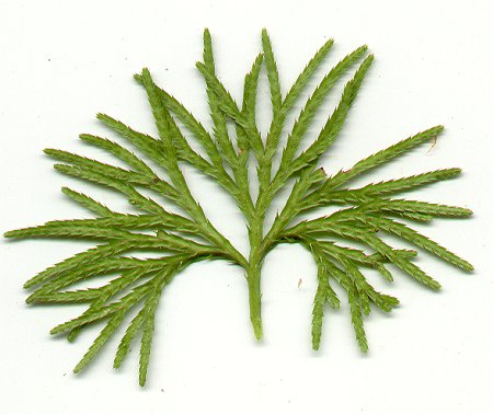 Lycopodium_digitatum_leaf.jpg