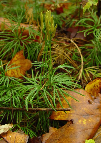 Lycopodium_digitatum_plant.jpg