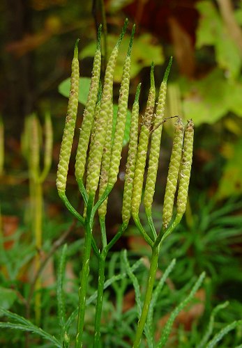 Lycopodium_digitatum_stobilli.jpg